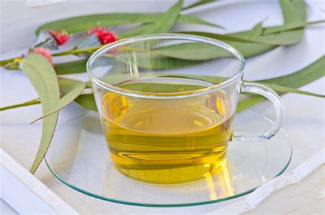 chá de eucalipto-1